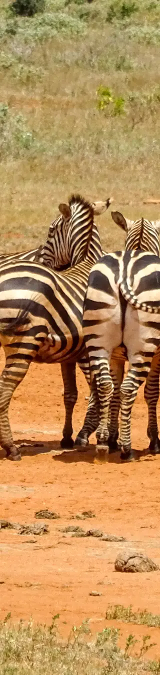 Zebraherde
